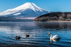 この画像は、美しい富士山が背景に広がり、その前の湖には白いハクチョウと二羽の黒いカモが泳いでいます。澄んだ青空と湖の水面が映え、圧巻の自然景観です。このように見る人の目を引く魅力的な風景と同じように、YouTube広告の活用術！ブランド認知を高める効果的な動画戦略は、視聴者の注目を集める内容やビジュアルを活かした動画制作が肝要です。富士山が日本を代表する存在として知られるように、YouTube広告を上手く使えば、ブランドを幅広く認知されるきっかけになるのです。