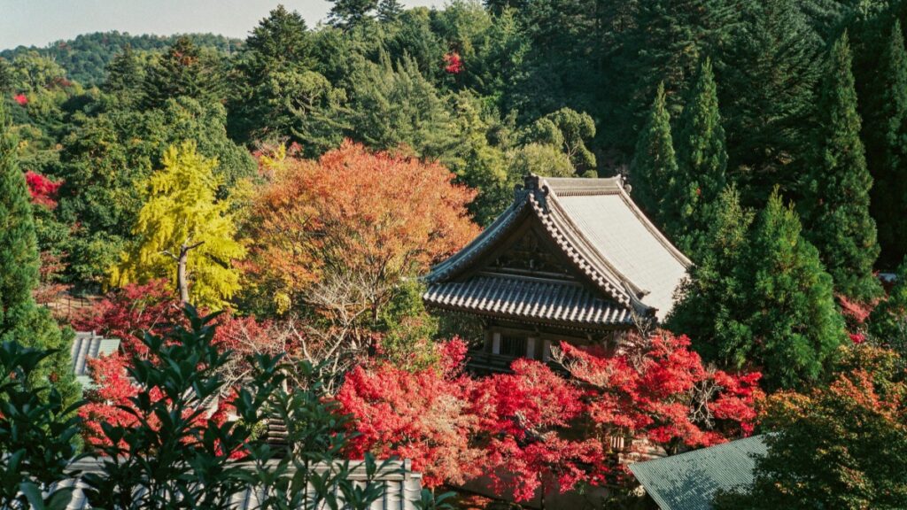 木々に囲まれた日本の伝統的な建物が美しく映っています。秋の色づきが木々に染まり、幻想的な景色を作り出しています。もしソーシャルメディアの歴史に興味があるなら、「Byte AppがかつてTikTokを打倒しようとした理由とその展開」をチェックしてみましょう。