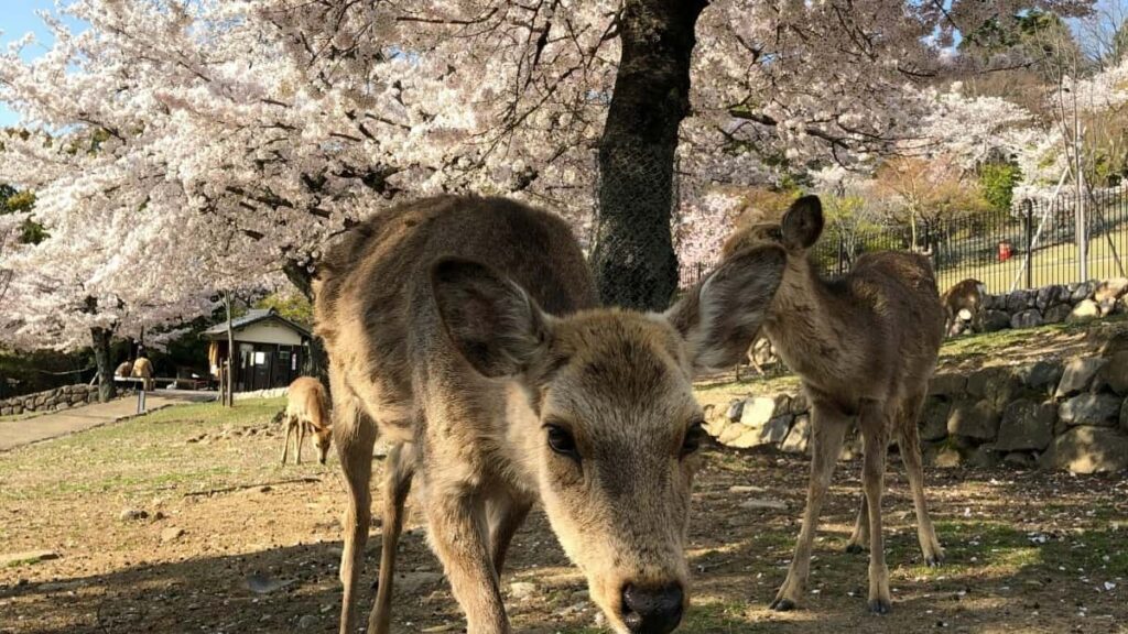 日本からタイのSnapchatインフルエンサーと効果的にコラボする方法