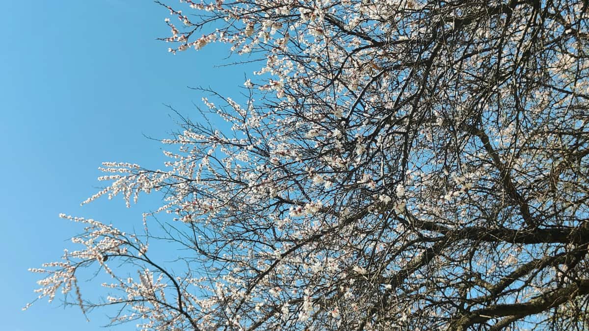 日本の広告主向け|スウェーデンのViberクリエイターを見つける秘訣